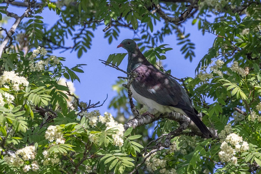 New Zealand Pigeon - ML611798326