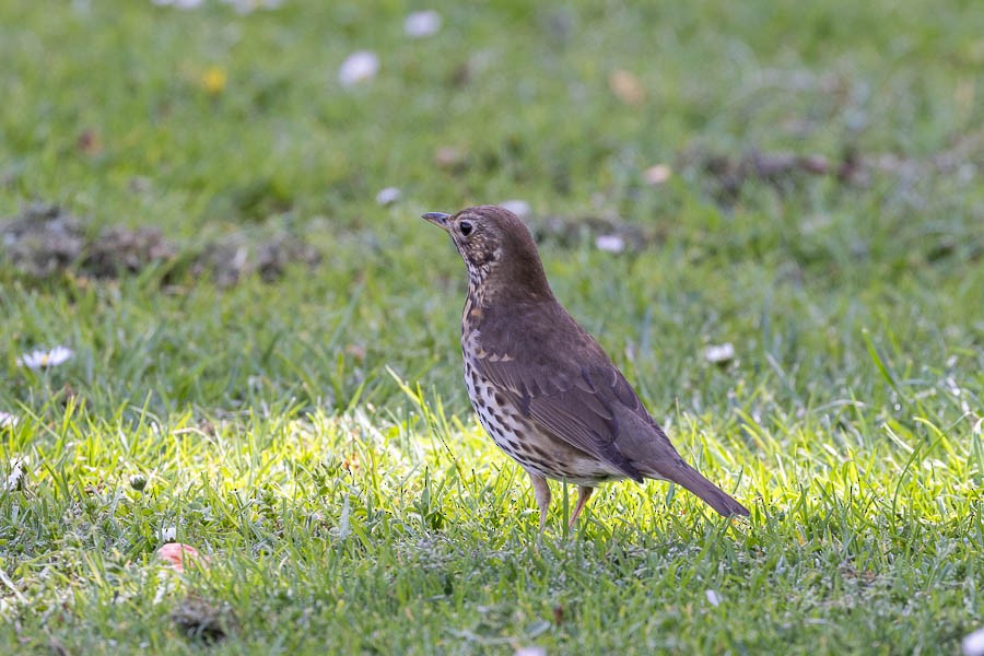 Song Thrush - ML611798342