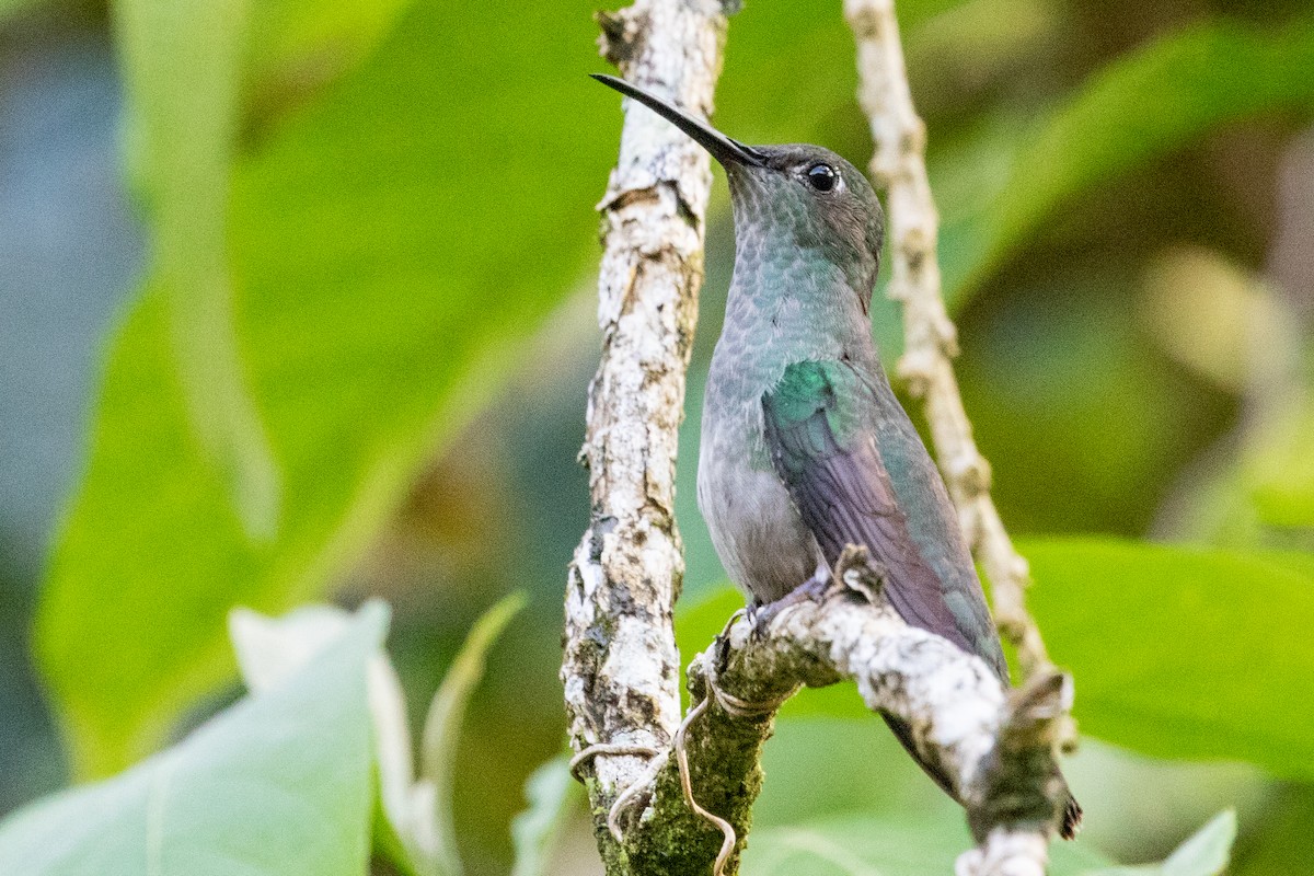 Colibri vert et gris - ML611798345