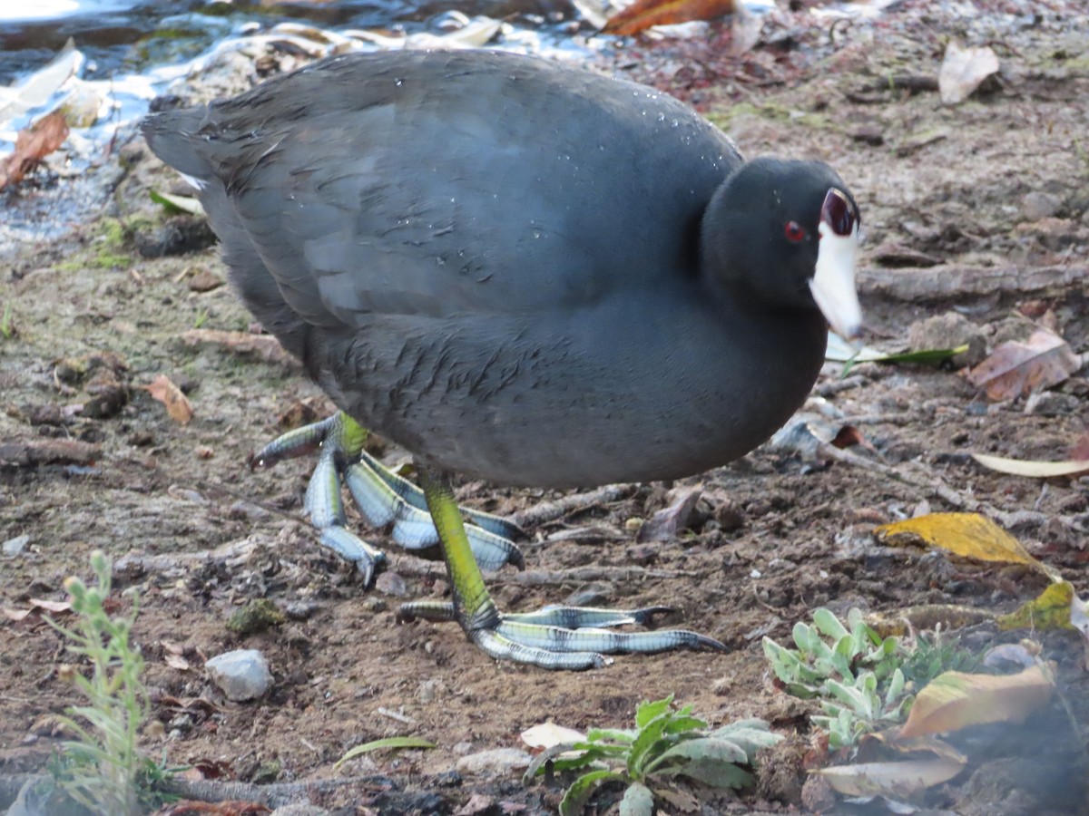 American Coot - ML611798465