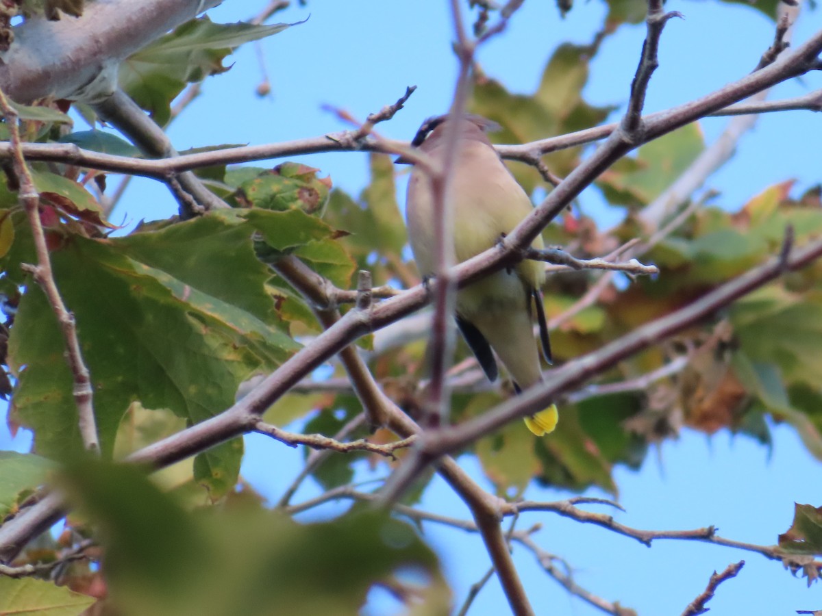 Cedar Waxwing - ML611798486