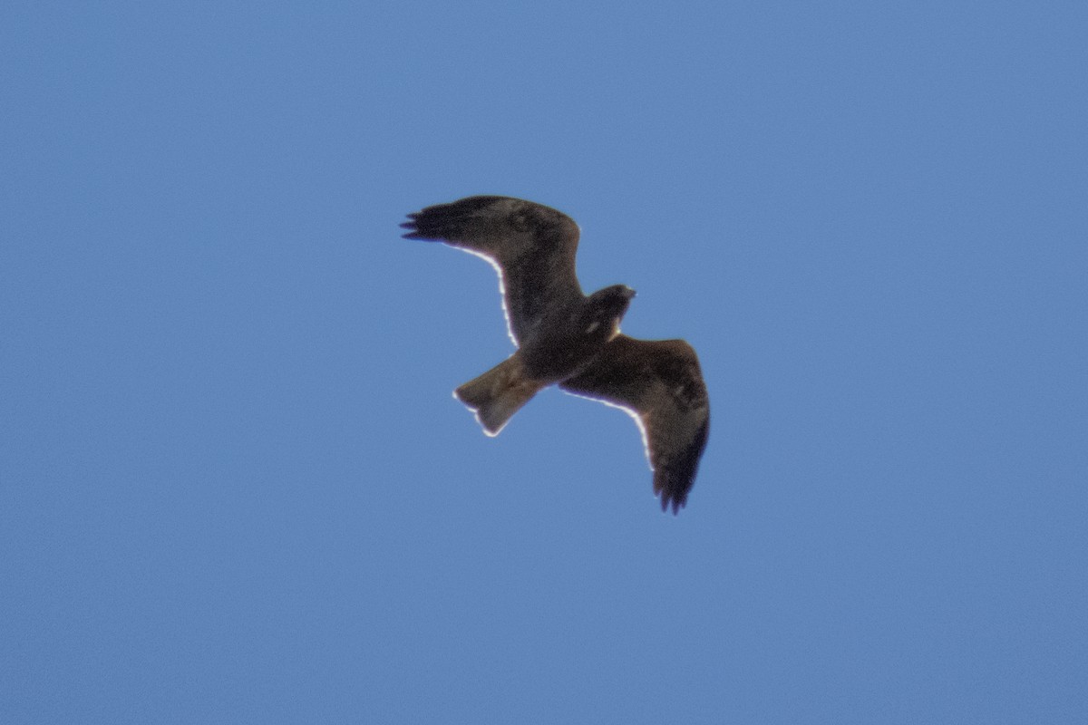 Booted Eagle - Marbry Hopkins