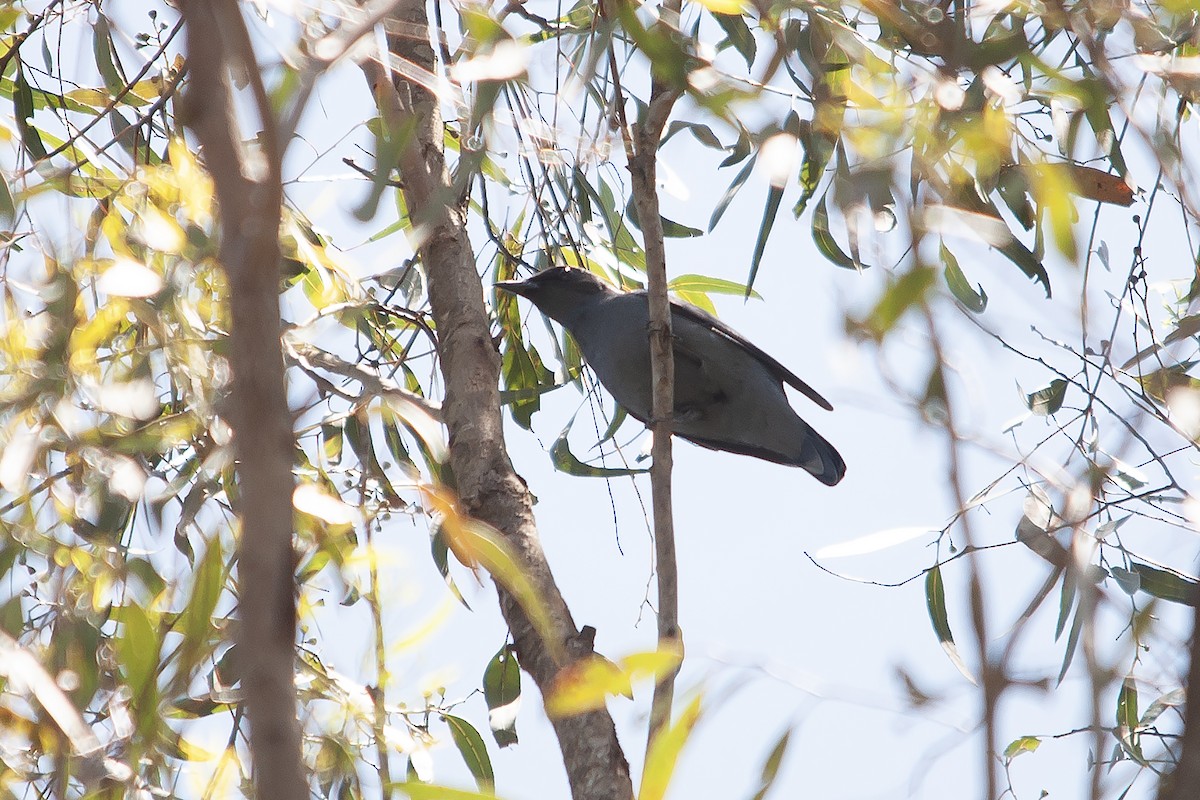 Common Cicadabird (Slender-billed) - ML611798638