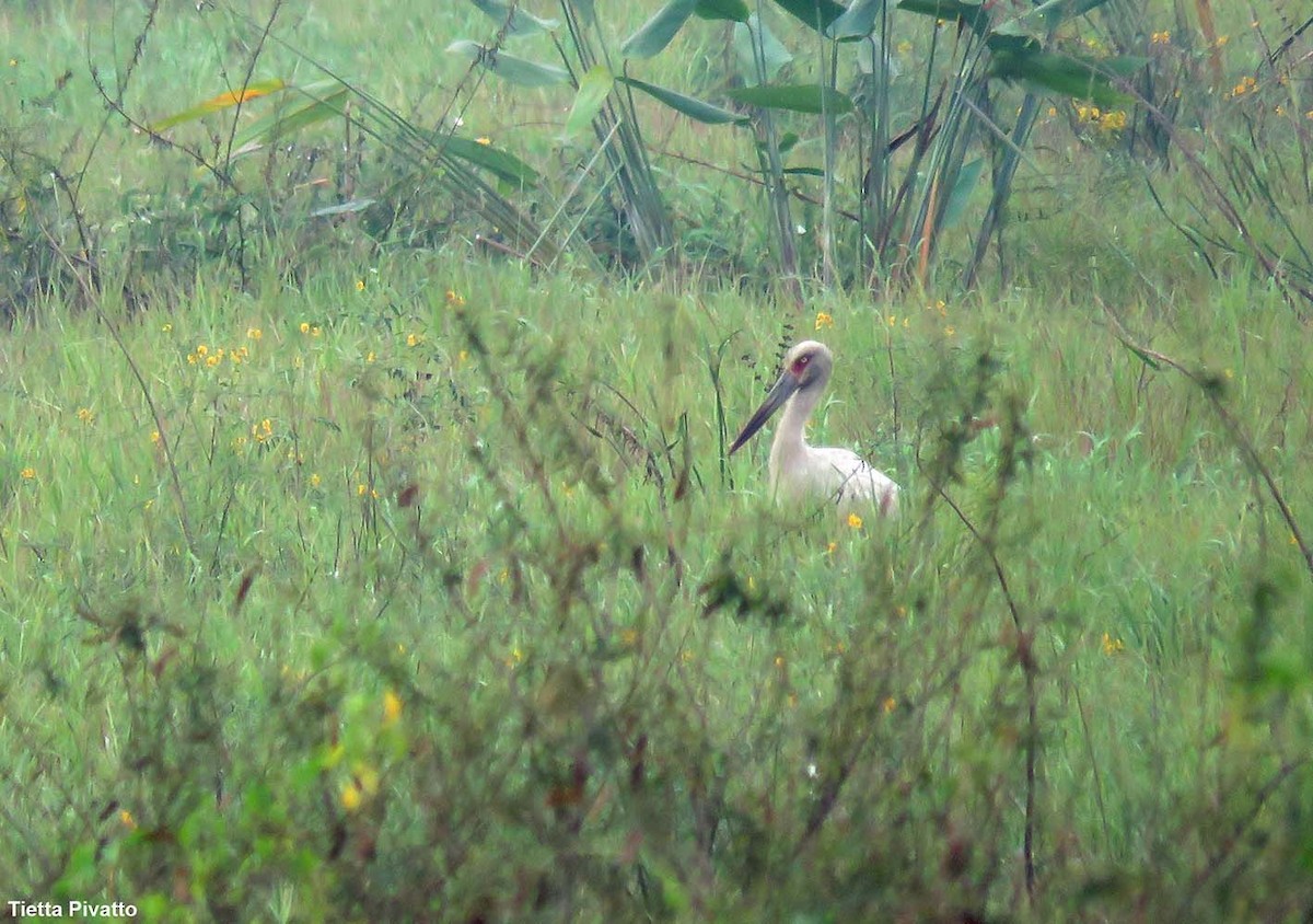 Maguari Stork - ML611798649