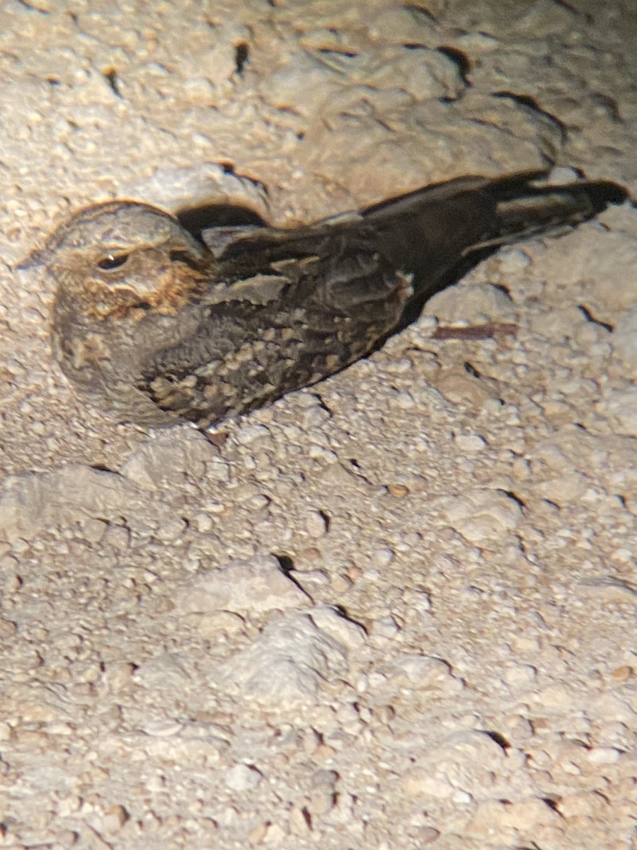 Rufous-cheeked Nightjar - ML611798710