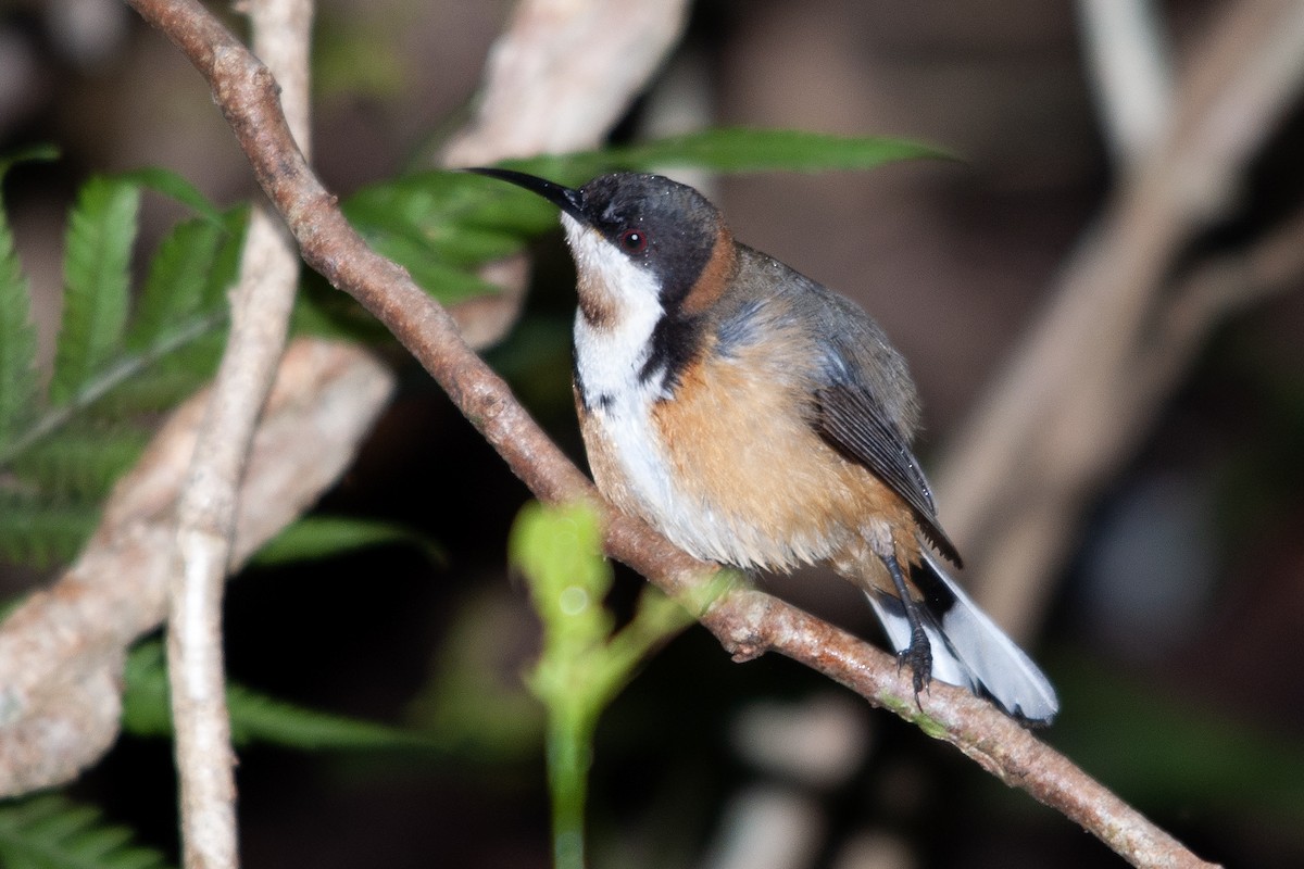 Eastern Spinebill - ML611798756