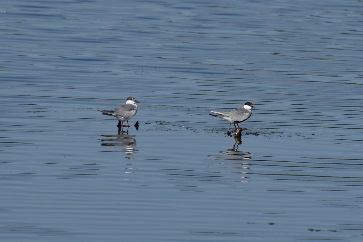 Whiskered Tern - Alexander Cherinko