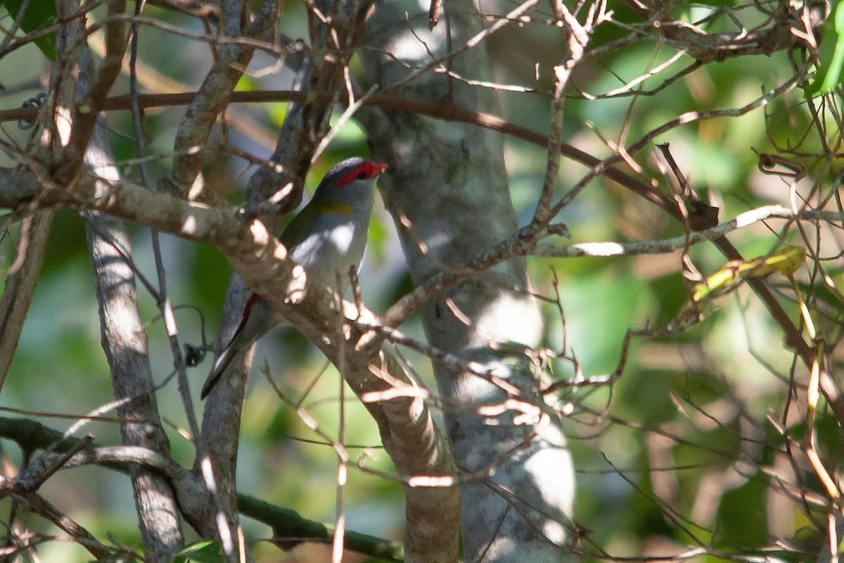 Red-browed Firetail - ML611798830