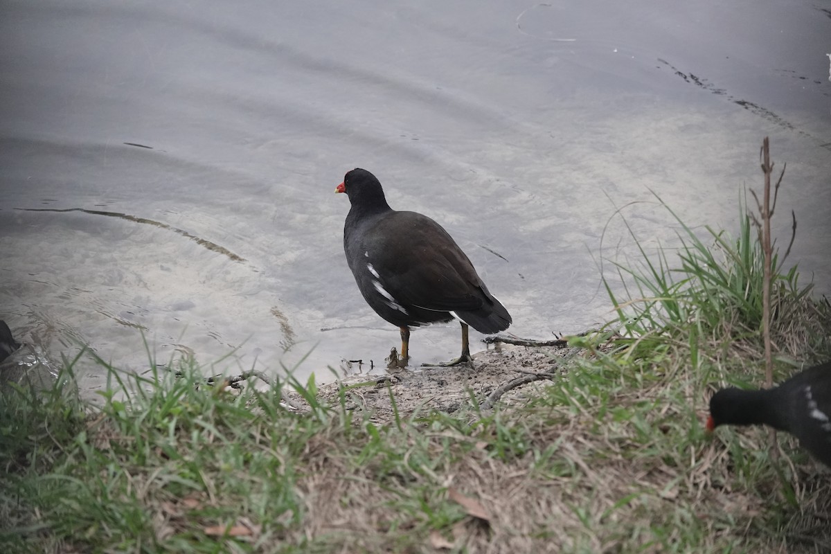 Common Gallinule - ML611798874