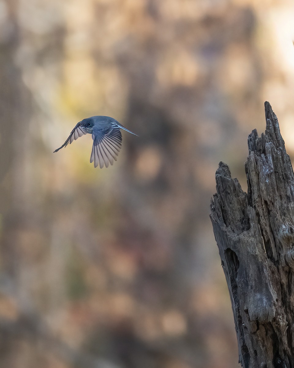 Eastern Phoebe - ML611799035