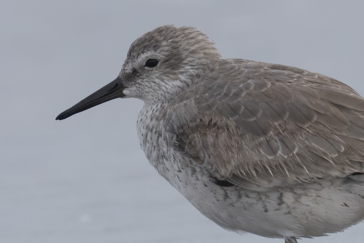 Red Knot - ML611799054