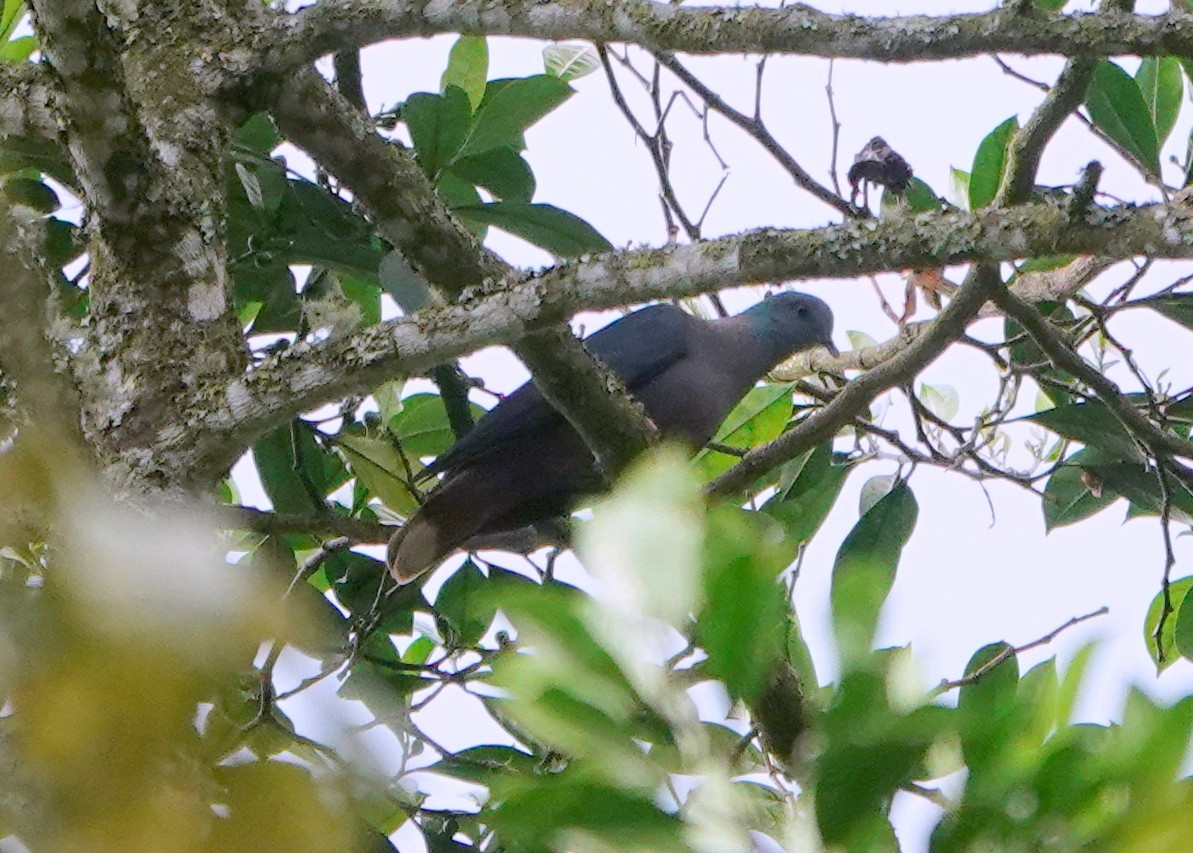 Pigeon à nuque bronzée - ML611799058