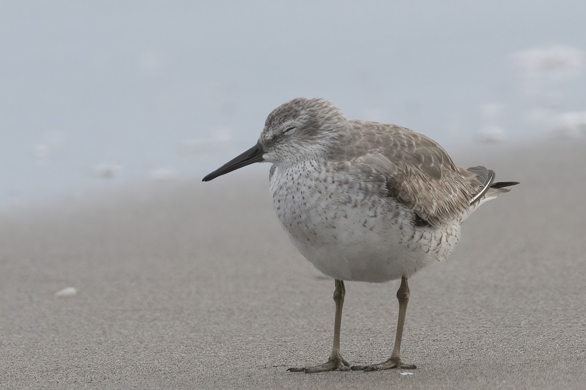 Red Knot - ML611799059