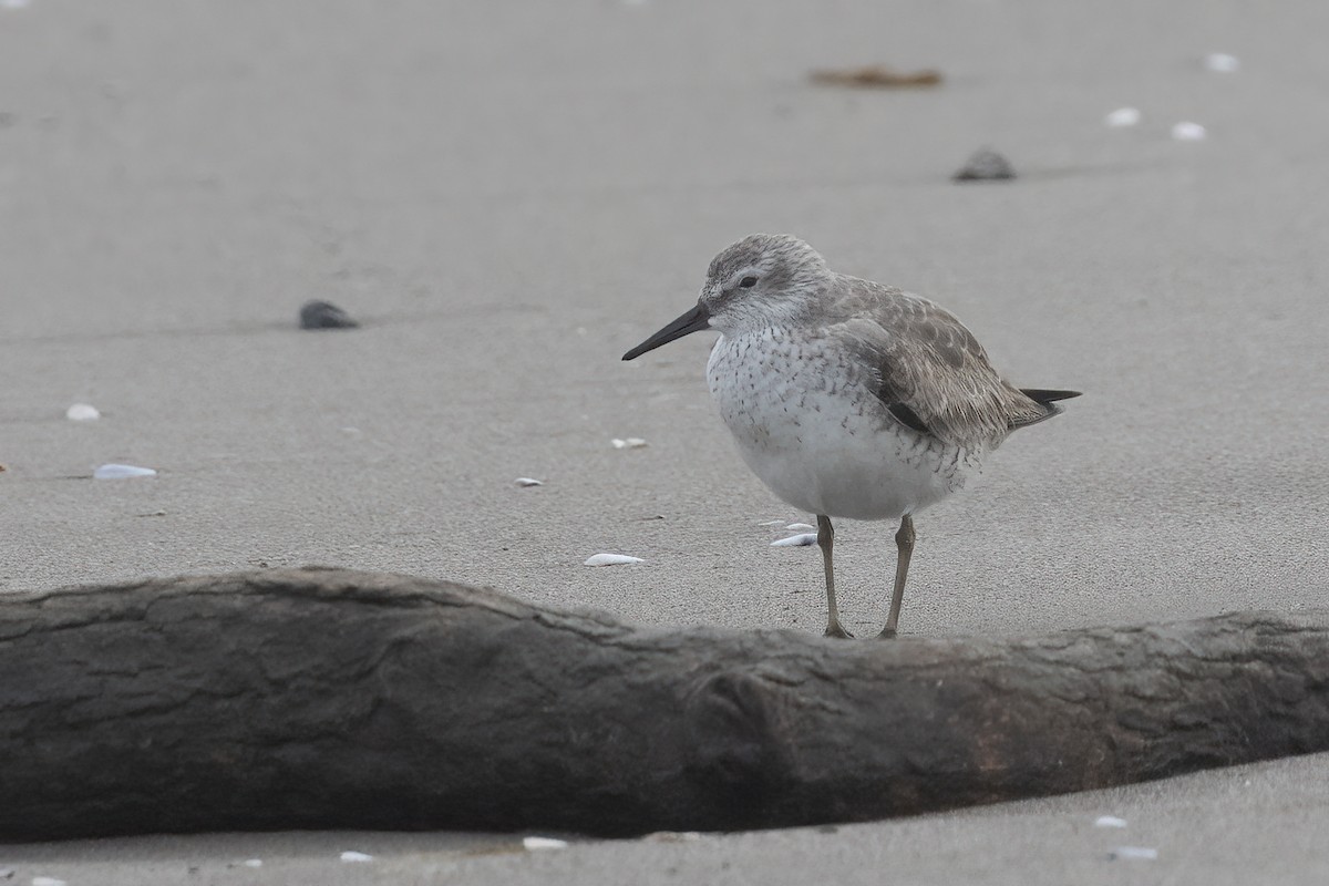 Red Knot - ML611799060