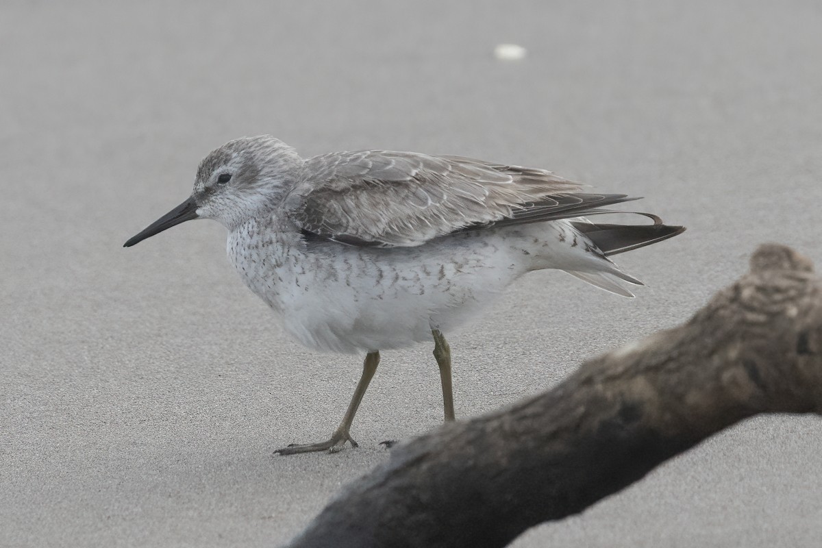 Red Knot - ML611799061