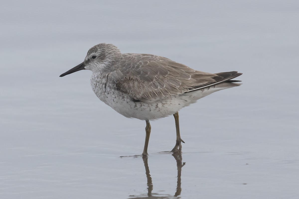 polarsnipe - ML611799063