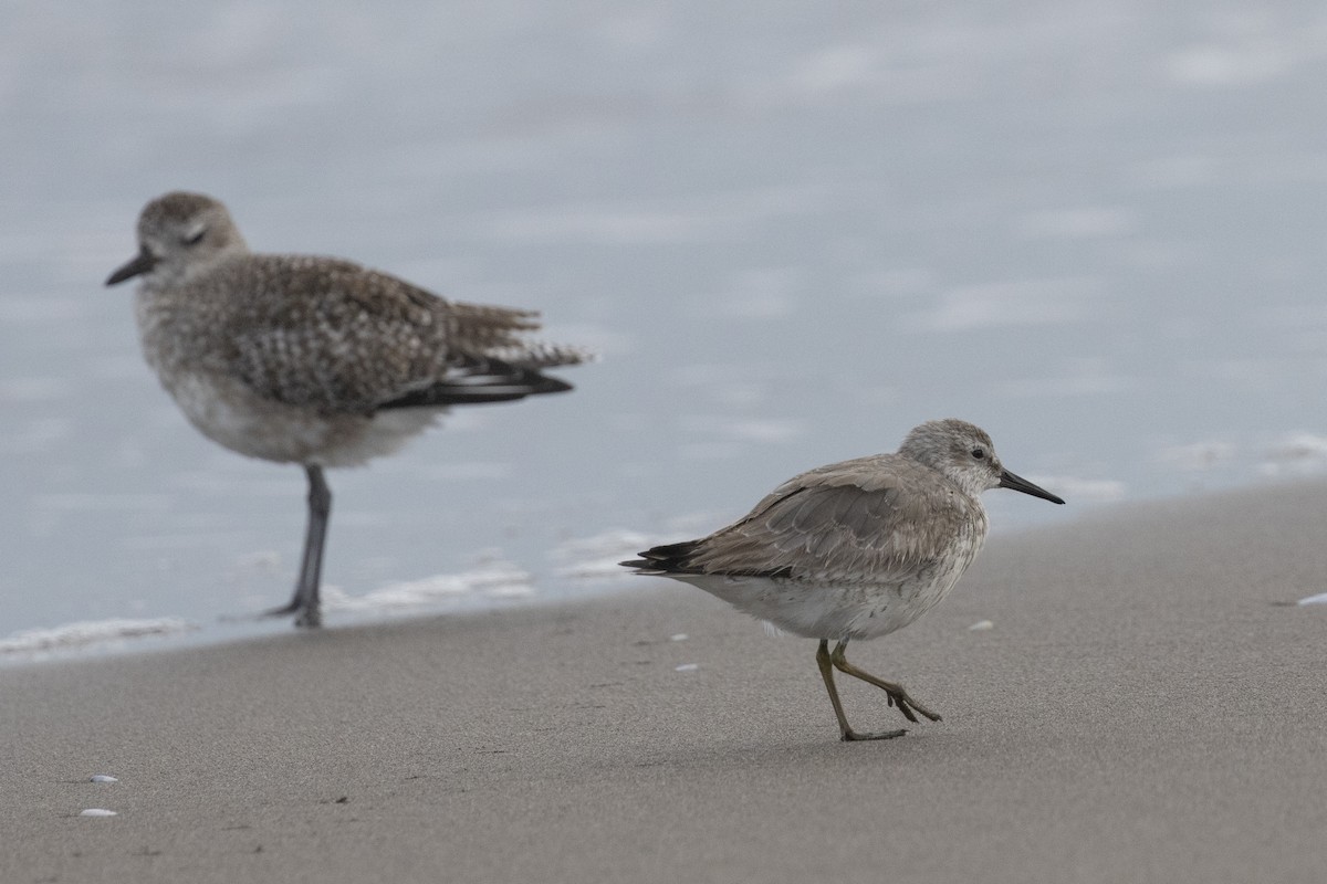 Red Knot - ML611799064