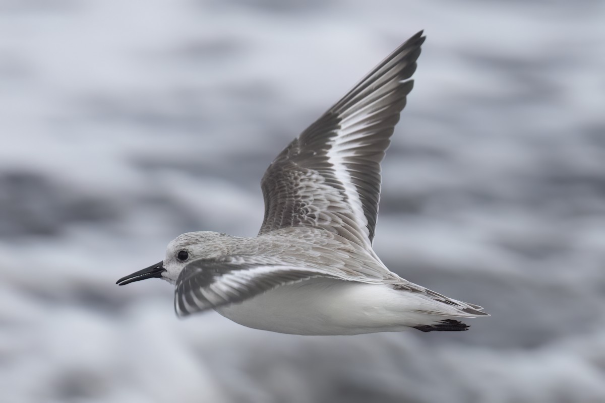 Bécasseau sanderling - ML611799082