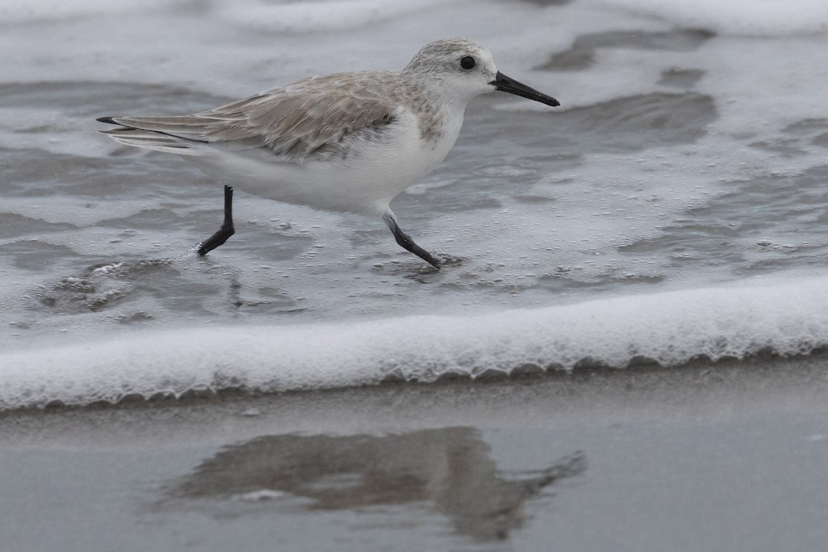 Bécasseau sanderling - ML611799092