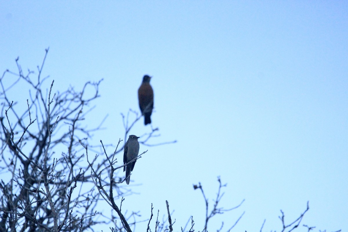 Townsend's Solitaire - ML611799102