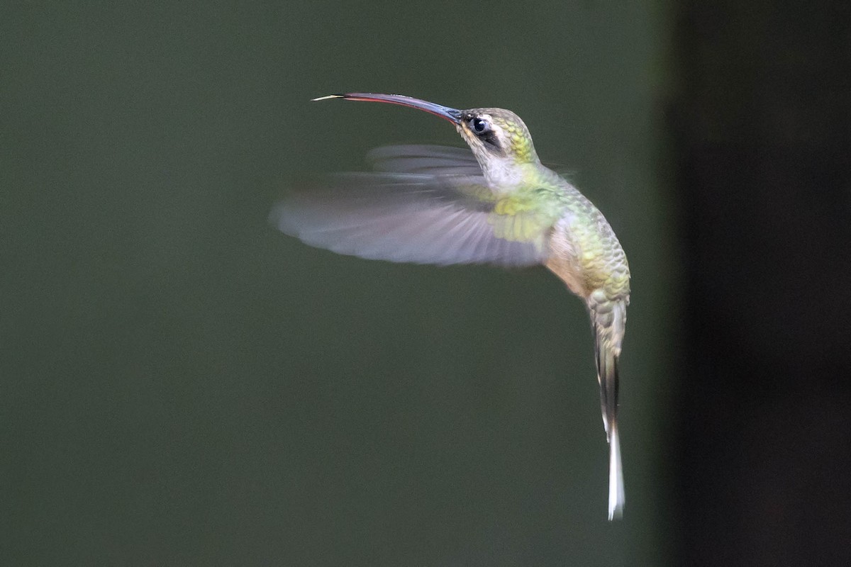 Длиннохвостый колибри-отшельник - ML611799130