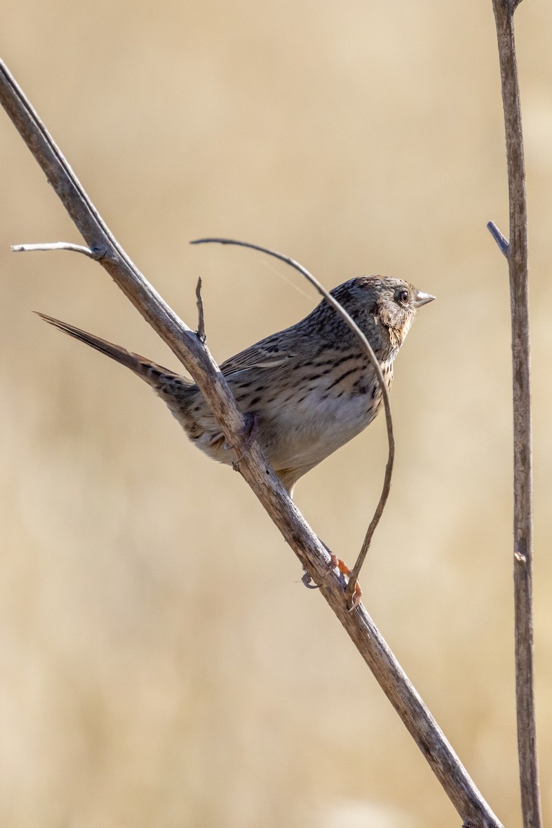 Lincoln's Sparrow - Kevin Fistanic
