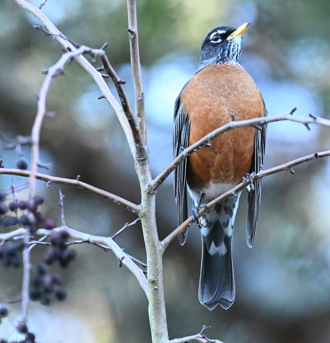 American Robin - ML611799149