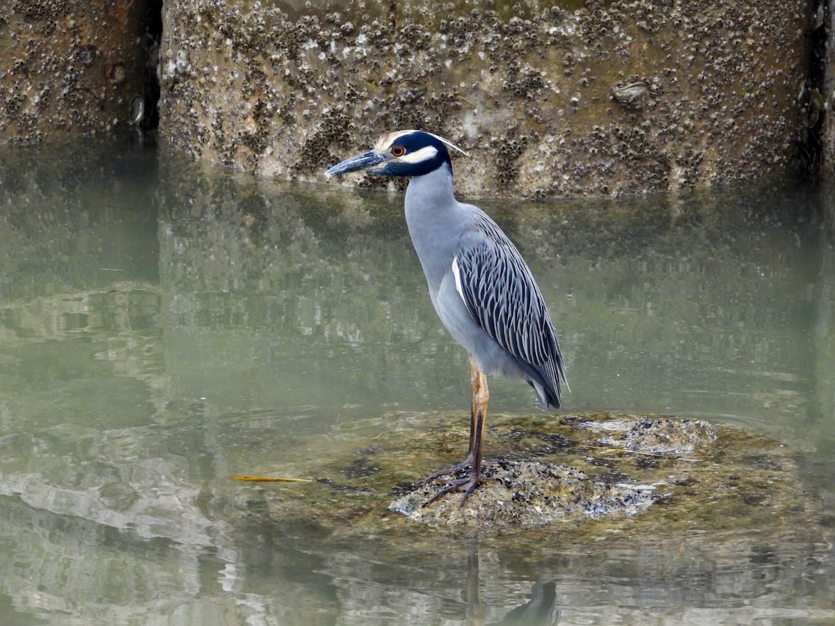 Yellow-crowned Night Heron - ML611799154