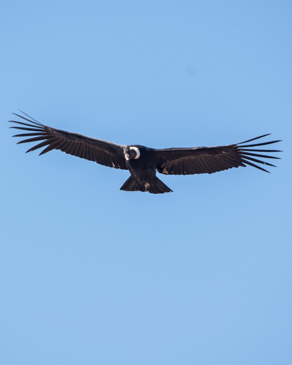 Andean Condor - ML611799211