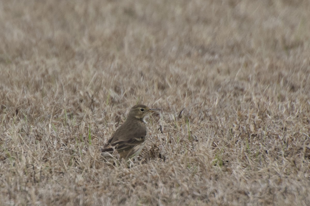 American Pipit - ML611799213