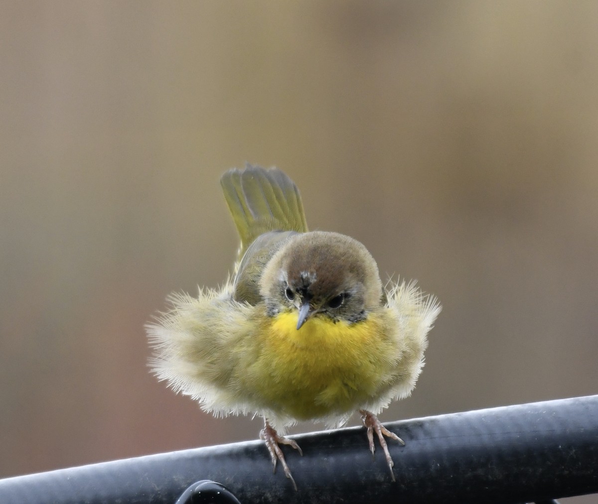 Common Yellowthroat - ML611799232