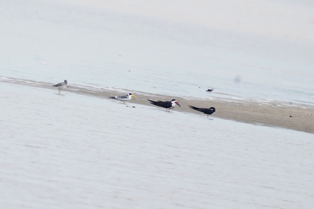 Large-billed Tern - Luis Carlos García Mejía