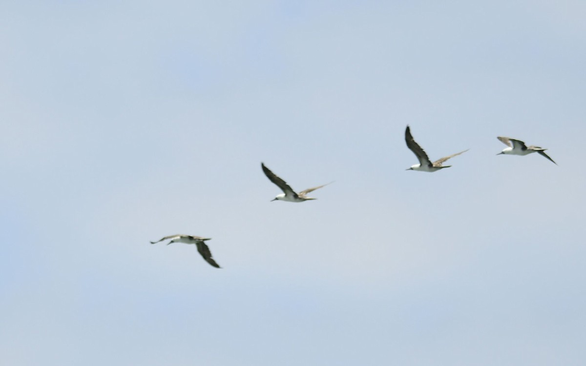 Peruvian Booby - ML611799238