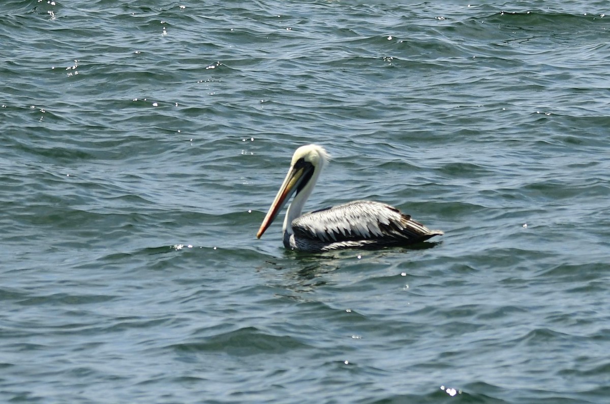Peruvian Pelican - ML611799264