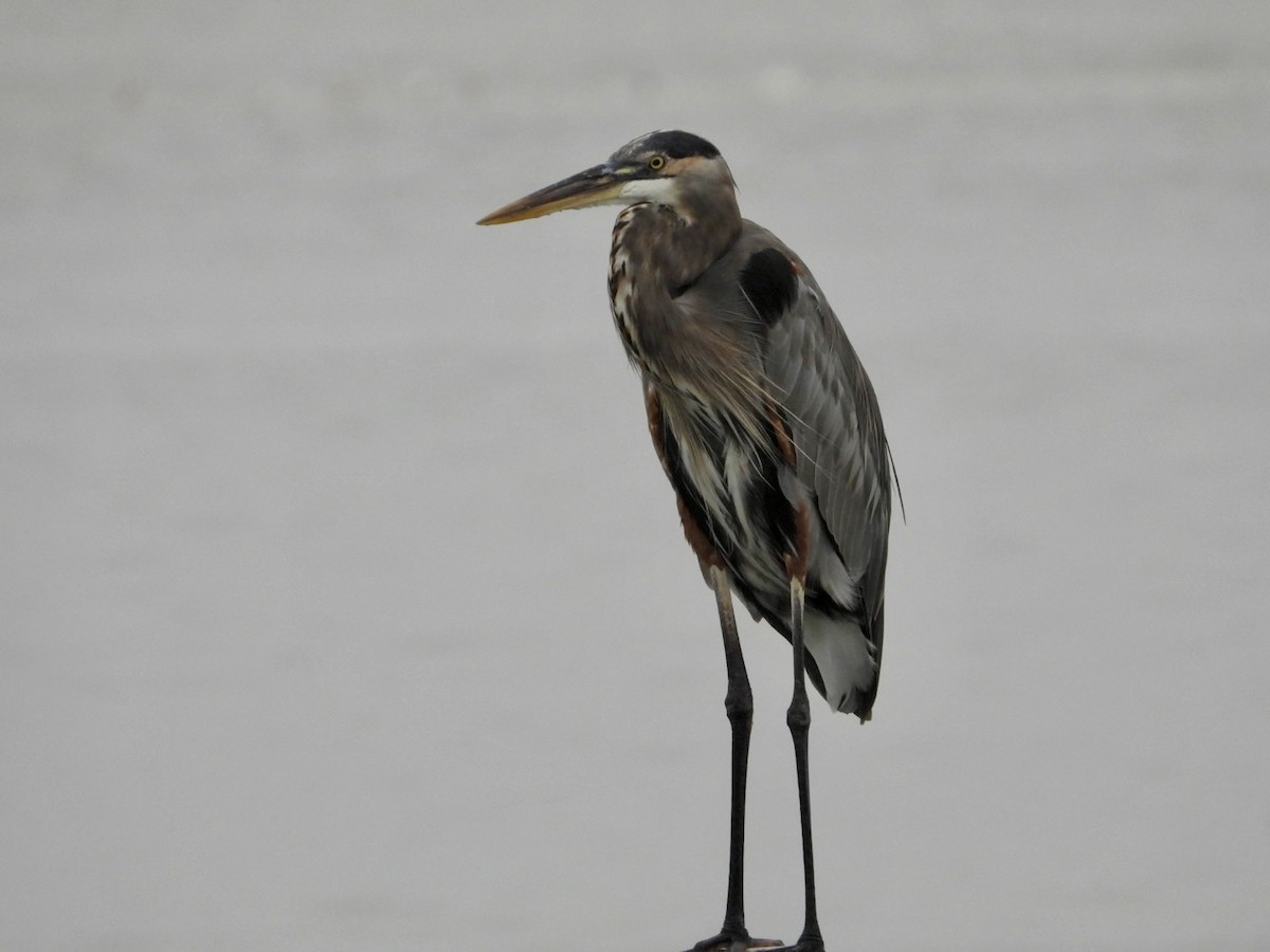 Great Blue Heron - ML611799270