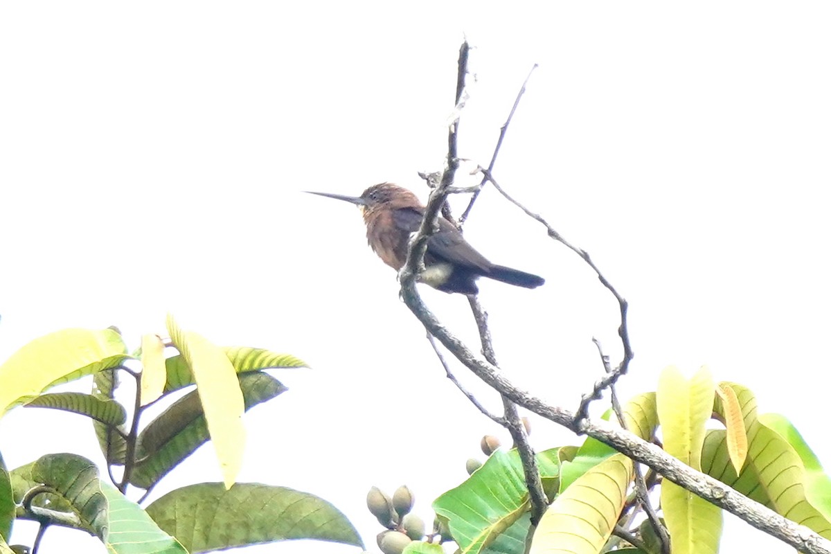 Brown Jacamar - Luis Carlos García Mejía