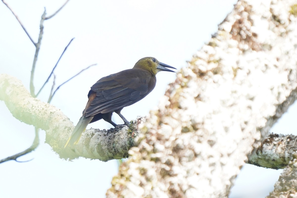 Russet-backed Oropendola - Luis Carlos García Mejía