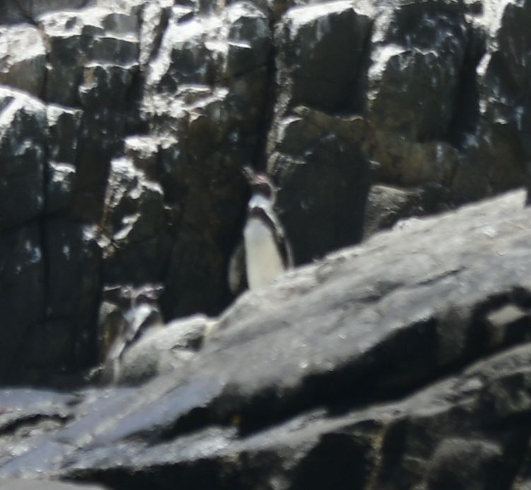 Humboldtpinguin - ML611799342