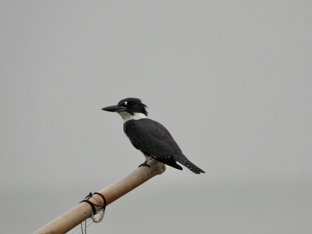Belted Kingfisher - ML611799345