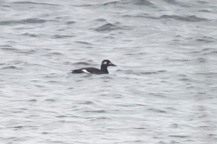 White-winged Scoter - ML611799363