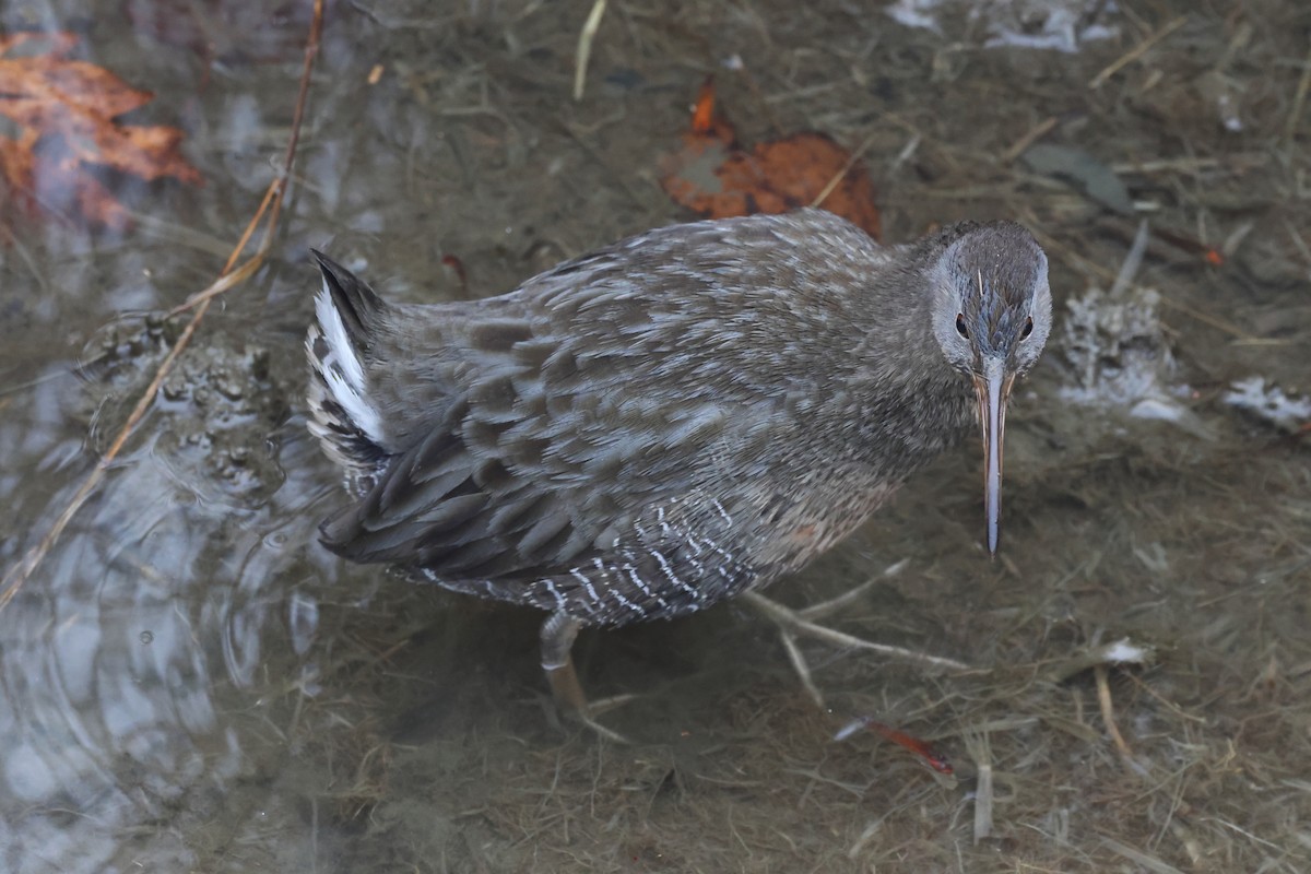 Clapper Rail - ML611799377