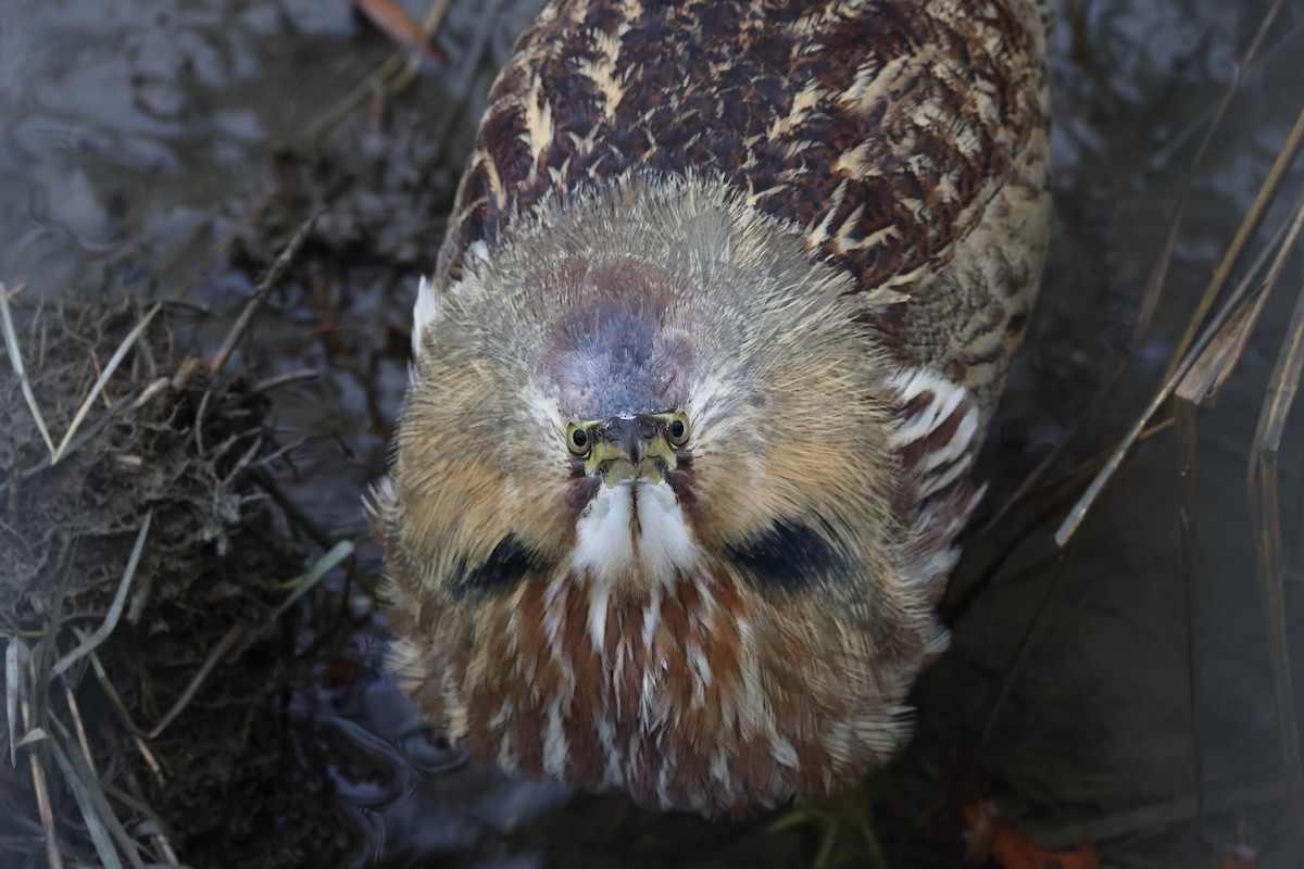 American Bittern - Mikey  Lutmerding