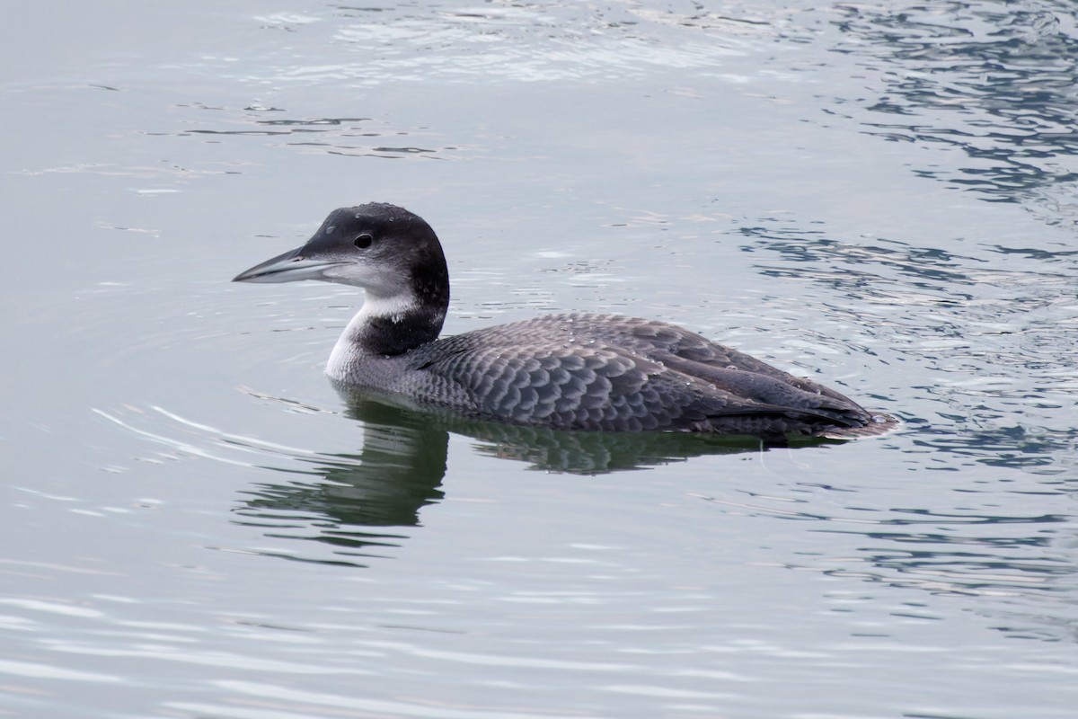 Common Loon - ML611799408