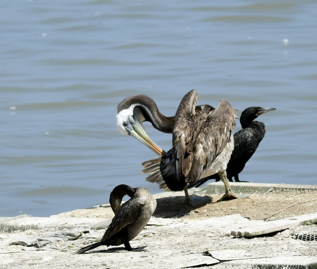 Peruvian Pelican - Eugenia Boggiano