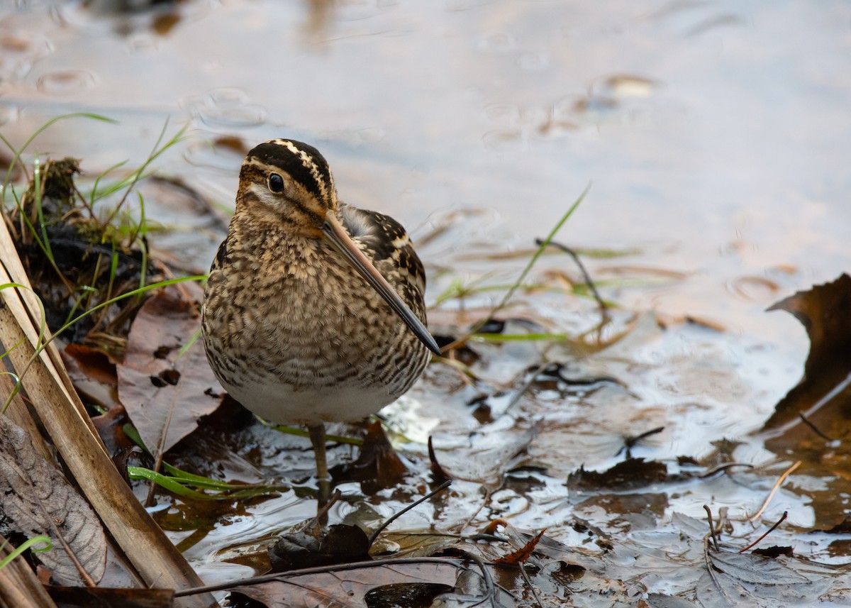 Wilson's Snipe - ML611799604