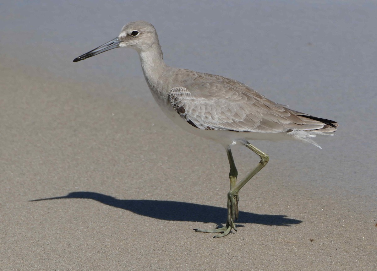 Willet - ML611799609