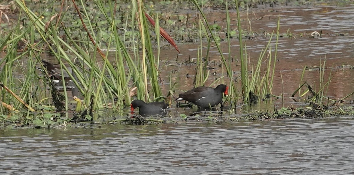 Common Gallinule - ML611799650