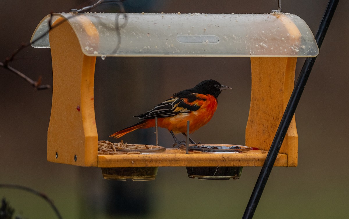 Baltimore Oriole - Karen Lee Lewis