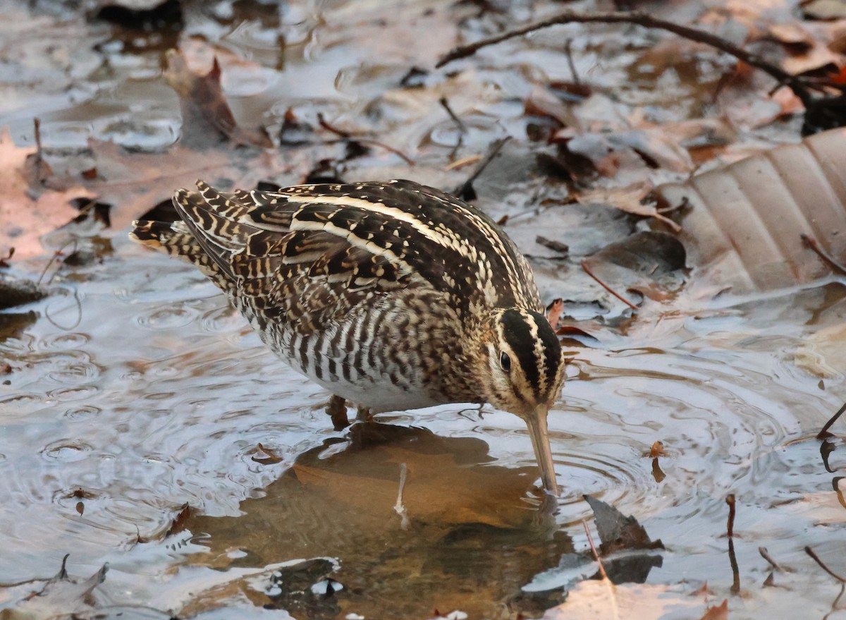 Wilson's Snipe - Jeffrey Thomas