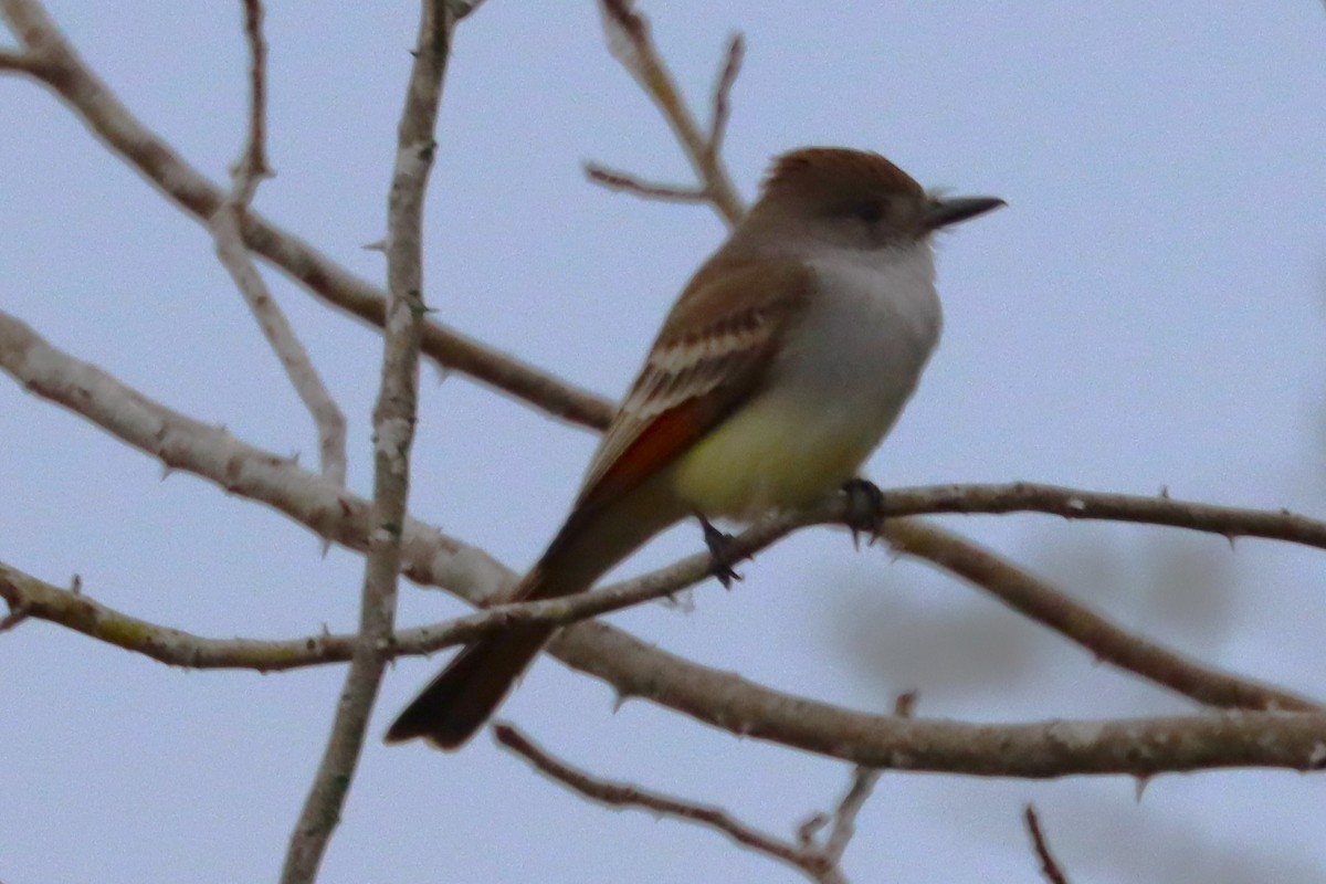 Ash-throated Flycatcher - ML611799756